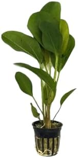 Live Aquarium Plant Bundle - Anubias Barteri, Amazon Sword, and Chain Sword - Easy Care Freshwater Plants for Aquascaping and Water Quality