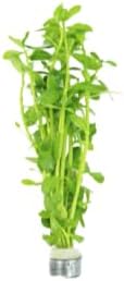 Live Aquarium Plants Variety Pack – Nursery’s Choice Easy Beginner 6-Bundle Package | Freshwater Tank Starter Kit, Hardy Low-Light Aquatic Plants