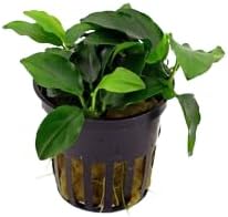 Live Aquarium Plant Bundle - Anubias Barteri, Amazon Sword, and Chain Sword - Easy Care Freshwater Plants for Aquascaping and Water Quality