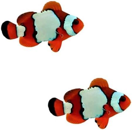 2-Pack Lux Lightning Maroon Clownfish, Live Saltwater Aquarium Fish, Captive Bred, Reef Safe, Premium Marine Fish for Reef Tanks