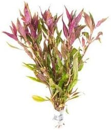 SubstrateSource Live Aquarium Red Stem Plants - Freshwater Aquatic Plant for Fish Tanks, Aquascaping - (Alternanthera Reineckii Rosaefolia, 1 Bunch)