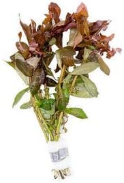 SubstrateSource Live Aquarium Red Stem Plants - Freshwater Aquatic Plant for Fish Tanks, Aquascaping - (Cabomba Piauhyensis Red, 4 Bunches)