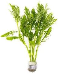 SubstrateSource Live Aquarium Stem Plants - Freshwater Aquatic Plant for Fish Tanks, Aquascaping - (Water Wisteria Hygrophila Difformis, 4 Bunches)
