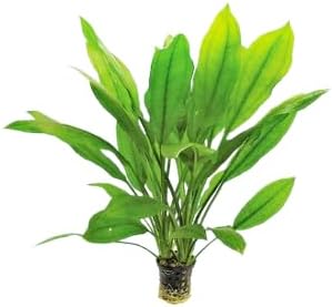 Live Aquarium Plant Bundle - Anubias Barteri, Amazon Sword, and Chain Sword - Easy Care Freshwater Plants for Aquascaping and Water Quality