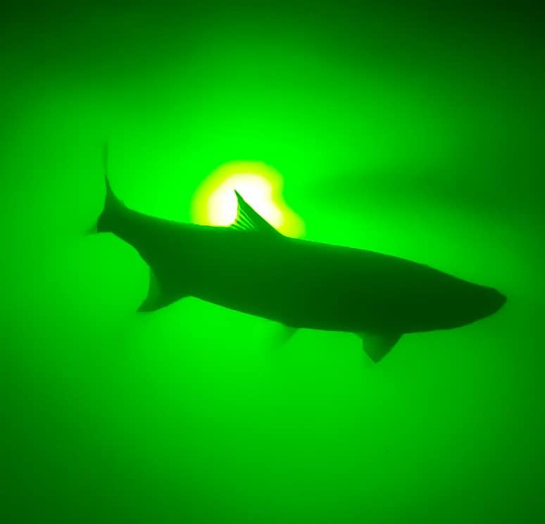 Underwater Fish Light 175W Quad Light for Docks with 50’ of Marine Grade Wire, Easy to Install, Dusk to Dawn Operation, Salt or Fresh Water, Guaranteed to Attract Fish
