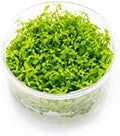 Ultum Nature Systems Pearl Weed Micranthemum Micranthemoides Tissue Culture Live Plant for Aquarium, Aquascape, Freshwater Fish Tanks - 100% Snail Free in Vitro