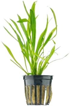 Live Aquarium Plant Bundle - Anubias Barteri, Amazon Sword, and Chain Sword - Easy Care Freshwater Plants for Aquascaping and Water Quality