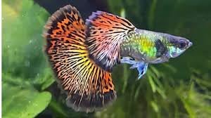 5 Red Dragon Guppy Live Quality Rare Tropical Freshwater Aquarium Fish (Fry Size)