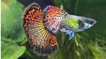5 Red Dragon Guppy Live Quality Rare Tropical Freshwater Aquarium Fish (Fry Size)