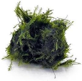 SubstrateSource Live Aquarium Plants on Driftwood, Lava Rock, Moss, Fiber Mat - Freshwater Fish Tanks - Easy, Beginner Friendly (Fissidens Fontanus, (One Golfball))