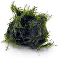 SubstrateSource Live Aquarium Plants on Driftwood, Lava Rock, Moss, Fiber Mat - Freshwater Fish Tanks - Easy, Beginner Friendly (Fissidens Fontanus, (One Golfball))