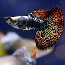 5 Red Dragon Guppy Live Quality Rare Tropical Freshwater Aquarium Fish (Fry Size)