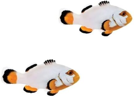 2-Pack Platinum Clownfish – Tank Bred, Reef Safe Live Saltwater Aquarium Fish – Peaceful Pair for Marine or Reef Tanks – Captive-Raised and Beginner Friendly