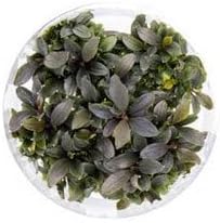 Ultum Nature Systems Bucephalandra Red Mini Tissue Culture Live Plant for Aquarium, Freshwater Fish Tank, Aquascaping - 100% Snail Free in Vitro (Small Cup)