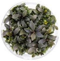 Ultum Nature Systems Bucephalandra Red Mini Tissue Culture Live Plant for Aquarium, Freshwater Fish Tank, Aquascaping - 100% Snail Free in Vitro (Small Cup)
