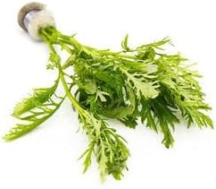 SubstrateSource Live Aquarium Stem Plants - Freshwater Aquatic Plant for Fish Tanks, Aquascaping - (Water Wisteria Hygrophila Difformis, 1 Bunch)