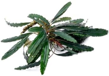 SubstrateSource Bucephalandra Green Godzilla Live Aquarium Plant - Natural Freshwater Fish Tank Decorations, Aquatic Decor (Plant (10-15 Leaves))