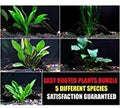 Rooted Plants Bundle - Anubias, Amazon Sword, Rosette Sword and Vallisneria