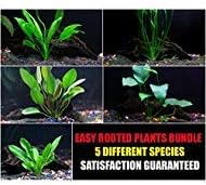 Rooted Plants Bundle - Anubias, Amazon Sword, Rosette Sword and Vallisneria