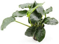 SubstrateSource Anubias Live Aquarium Plants - Potted Freshwater Plant for Fish Tanks, Terrariums - Beginner Friendly Low Light (Nana Thick Leaf, 1 Pot)