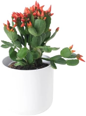 Assorted Easter Cactus Plant Assorted Spring Cactus Rhipsalidopsis Flowers Plant, Holiday Cactus Live Plant 4-6 Inch Tall
