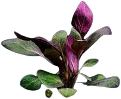 Dwarf Cardinal Plant (Lobelia Cardinalis) - Beautiful Colures - Versatile Plants - Mid-Ground Positioning - All Natural & Organic Aquatic Plant - Long Lasting & Easy to Care - Bunch