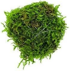 SubstrateSource Live Planted Decor - Christmas Moss Ball - Deep Green Freshwater Aquatic Plant, Low Light Aquarium Hardscape Accent for Aquascaping, Moderate Growth Rate - 1 Pack