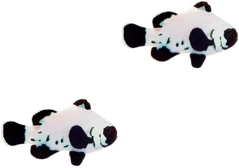 2-Pack Live Black Frostbite Ocellaris Clownfish, Captive Bred Saltwater Aquarium Fish, Hardy Reef-Safe Peaceful Marine Species for Reef Tanks