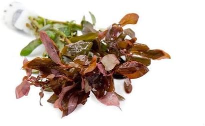 SubstrateSource Live Aquarium Red Stem Plants - Freshwater Aquatic Plant for Fish Tanks, Aquascaping - (Cabomba Piauhyensis Red, 4 Bunches)