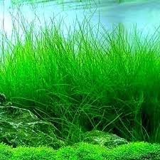 Freshwater Aquarium Decor, Easy Growing Dwarf Carpet for Fish Tank/Terrarium, Natural Aquatic Plant Growth Material – 1 Pack (Long Hair)