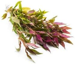 SubstrateSource Live Aquarium Red Stem Plants - Freshwater Aquatic Plant for Fish Tanks, Aquascaping - (Alternanthera Reineckii Rosaefolia, 1 Bunch)