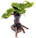 SubstrateSource Live Planted Decor - Moss on Bonsai (Aquascaping Tree) - Low to Moderate Light, Bright Green Freshwater Accent for Aquatic Layouts, Midground Placement Centerpiece - Medium, 1 Pack