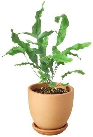 Fern Blue Star Live Plant for Indoor | Different Houseplants in 4'' & 6'' Pot | Real House Plant for Living Room, Office, Desk & Bathroom | Blue Star | Phlebodium aureum