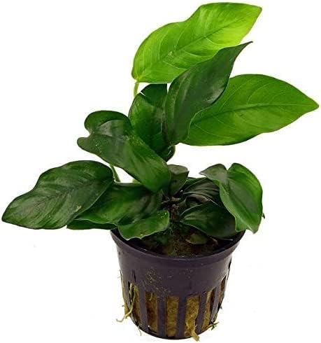 Potted Live Aquarium Plants Bundle - Easy and Snail Free Aquatic Plants (6 Pots)