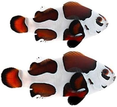 2-Pack Mocha Storm Ocellaris Clownfish – Captive-Bred Live Saltwater Aquarium Fish Pair – Reef Safe, Tank Raised, Peaceful – Designer Clownfish for Marine or Reef Tanks