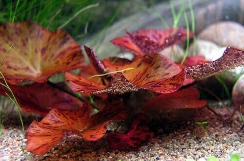 Live Aquarium Plants - Red Flame Sword, Alternanthera Reineckii & Red Tiger Lotus Bundle - Easy Freshwater Plants for Aquariums & Aquascaping