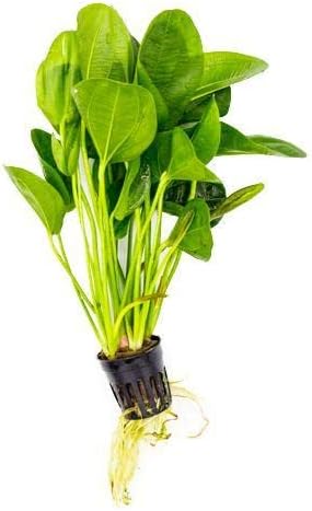 SubstrateSource Echinodorus Horizontalis Mini Sword Live Plant for Freshwater Aquariums, Natural Fish Tank Decorations, and Aquatic Decor (1 Pot (2-3 Plants))