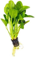 SubstrateSource Echinodorus Horizontalis Mini Sword Live Plant for Freshwater Aquariums, Natural Fish Tank Decorations, and Aquatic Decor (1 Pot (2-3 Plants))
