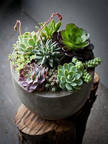 Succulent Soil Mix – 1 Quart All-Natural Fast-Draining Potting Soil for Succulents, Aloe, Cactus & Indoor Plants – Resealable Bag – Ready to Use Gritty Organic Blend for Potted Plants & Small Planters