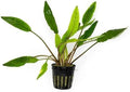 SubstrateSource Cryptocoryne Live Aquarium Plants - Freshwater Plant for Aquariums, Planted Fish Tanks - Beginner Friendly (Sri Lanka, 1 Pot (3-5 Plants))