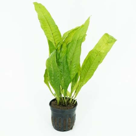 Live Aquarium Plants Variety Pack – Nursery’s Choice Easy Beginner 6-Pot Package | Freshwater Tank Starter Kit, Hardy Low-Light Aquatic Plants