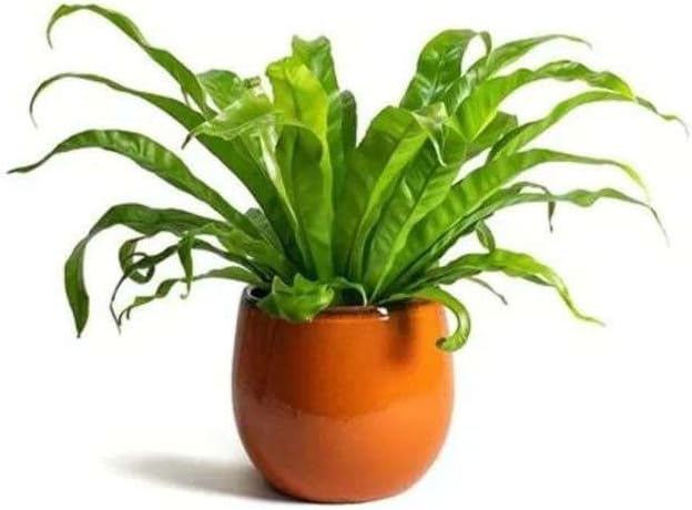 Fern Bird's Nest Hurricane Live Plant for Indoor | Different Houseplants in 4'' & 6'' Pot | Real House Plant for Living Room, Office, Desk & Bathroom | Twisted Asplenium Antiquum