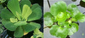 Floating Plant Bundle – Live Aquatic Plants for Ponds & Aquariums (1 Water Lettuce (Pistia stratiotes) and 1 Water Hyacinth (Eichhornia crassipes) Bundle, 1, Count)
