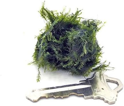 SubstrateSource Live Aquarium Plants on Driftwood, Lava Rock, Moss, Fiber Mat - Freshwater Fish Tanks - Easy, Beginner Friendly (Fissidens Fontanus, (One Golfball))
