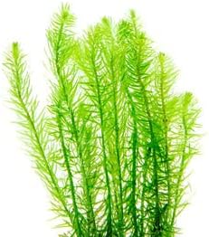 SubstrateSource Live Aquarium Stem Plants - Freshwater Aquatic Plant for Fish Tanks, Aquascaping - (Pearl Weed Hemianthus Micranthemoides, 4 Bunches)