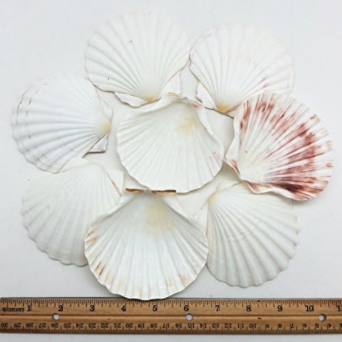 PEPPERLONELY 8 PC Large Great Scallop Sea Shells, Irish Deeps or Irish Baking Shells, 3 Inch ~ 4 Inch