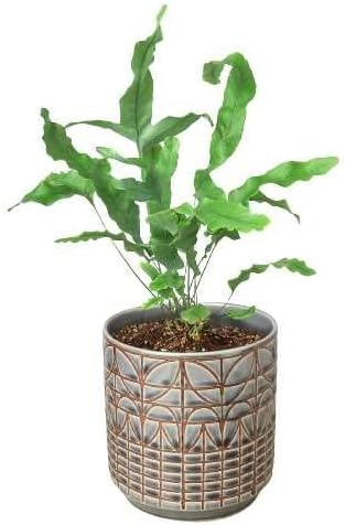 Fern Blue Star Live Plant for Indoor | Different Houseplants in 4'' & 6'' Pot | Real House Plant for Living Room, Office, Desk & Bathroom | Blue Star | Phlebodium aureum