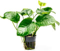 SubstrateSource Anubias Live Aquarium Plants - Potted Freshwater Plant for Fish Tanks, Terrariums - Beginner Friendly Low Light (Barteri Wrinkle Leaf, 3 Pots)