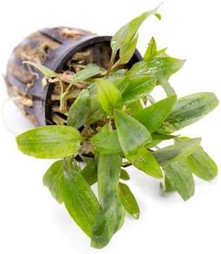 SubstrateSource Cryptocoryne Live Aquarium Plants - Freshwater Plant for Aquariums, Planted Fish Tanks - Beginner Friendly (Undulata, 1 Pot (3-5 Plants))