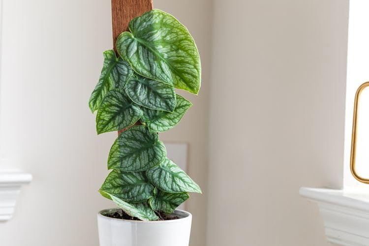 Gardenera Monstera Dubia Soil Mix - Promotes Healthy Root Growth and Moisture Retention - 2 Quart